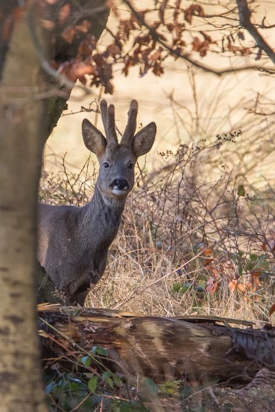 faune nor-8