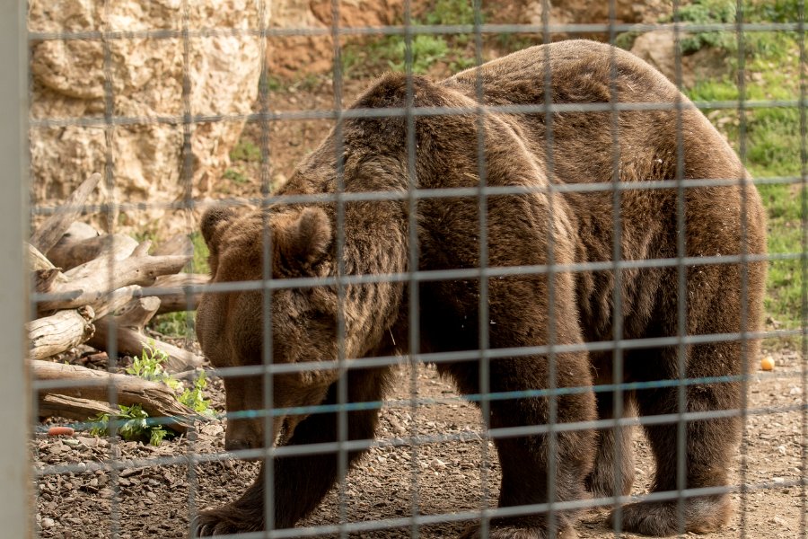 zoo-10