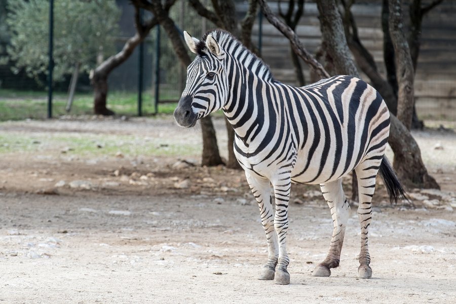 zoo-49