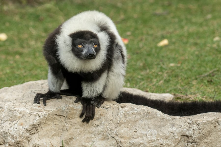 zoo-6
