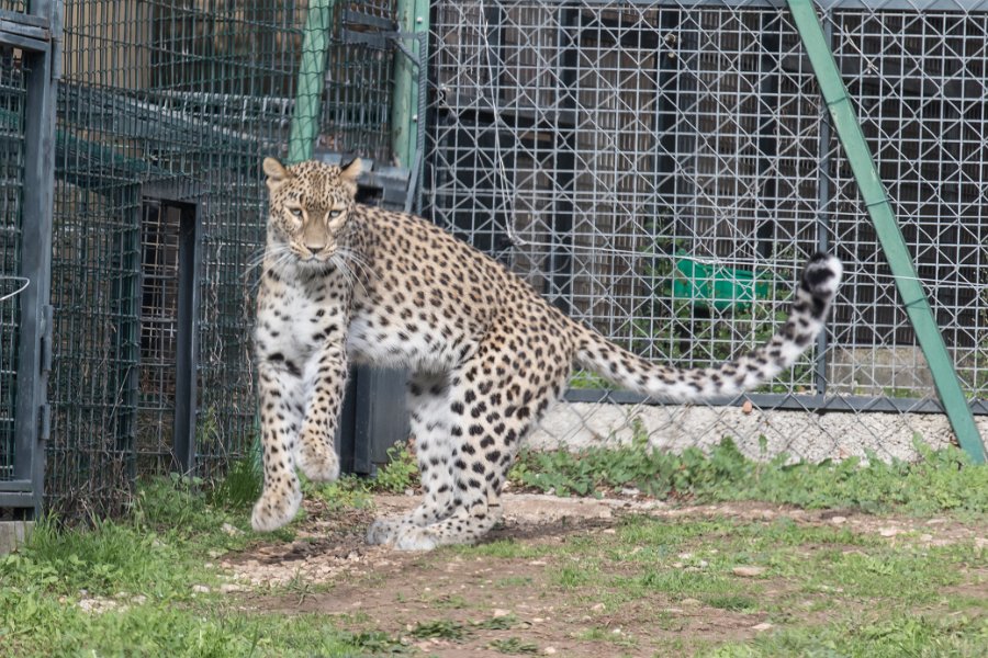 zoo-62