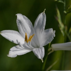 lis de saint bruno-1