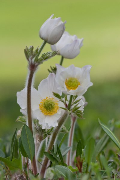 Pulsatille des Alpes-6