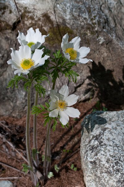 Pulsatille des Alpes-7