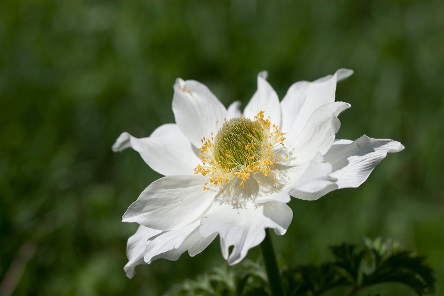 Pulsatille des Alpes-9