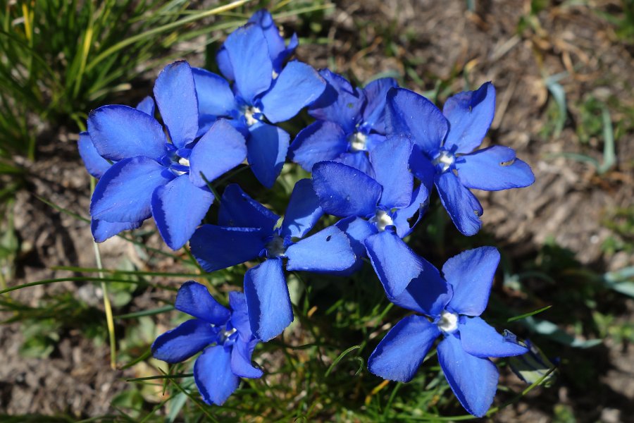 Gentiane-2