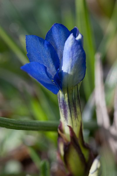 Gentiane-4