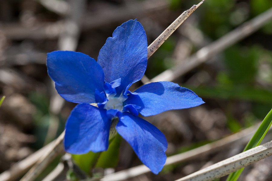 Gentiane-5