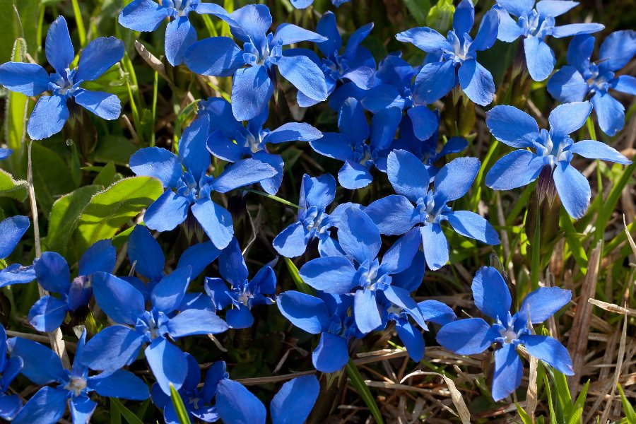 Gentiane-6