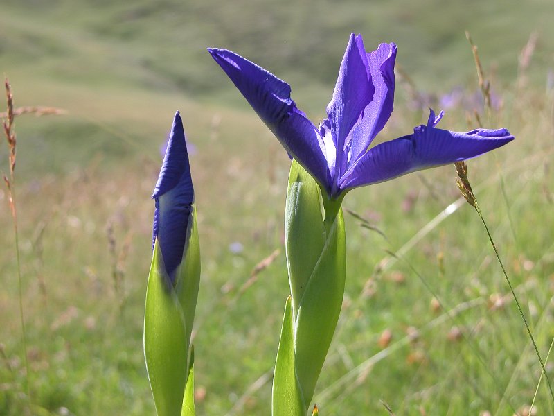 iris-1