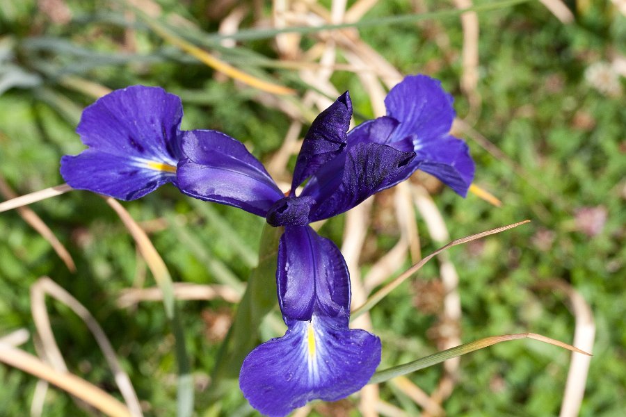 iris-10