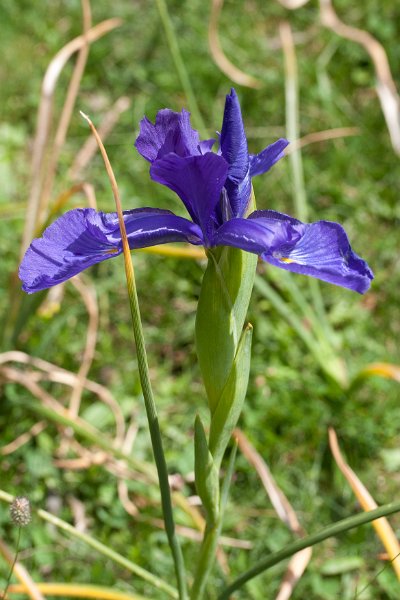 iris-11