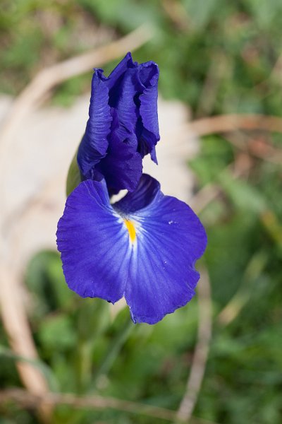 iris-12