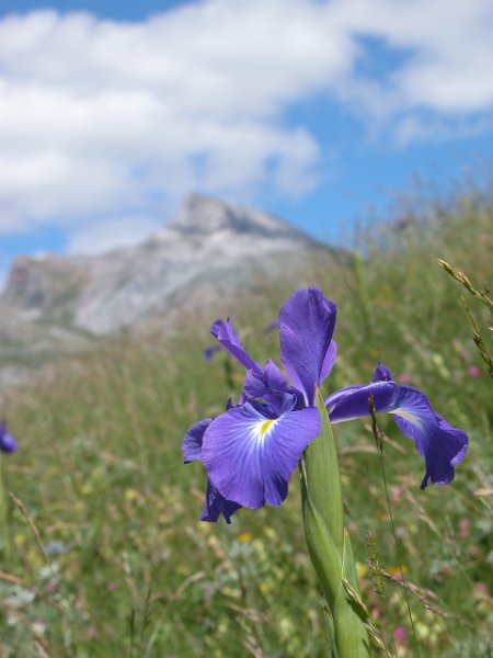 iris-3
