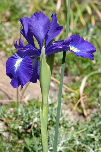 iris-5