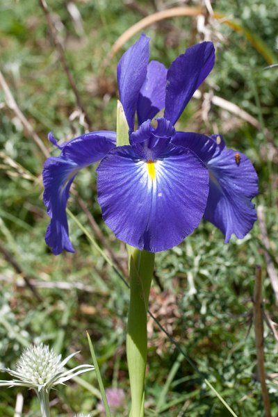 iris-6
