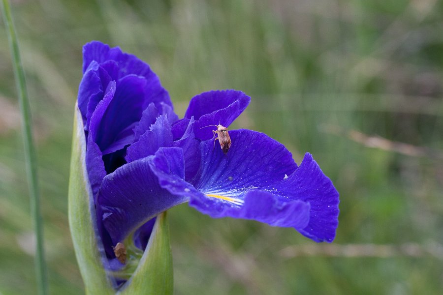 iris-7