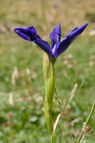 iris-8