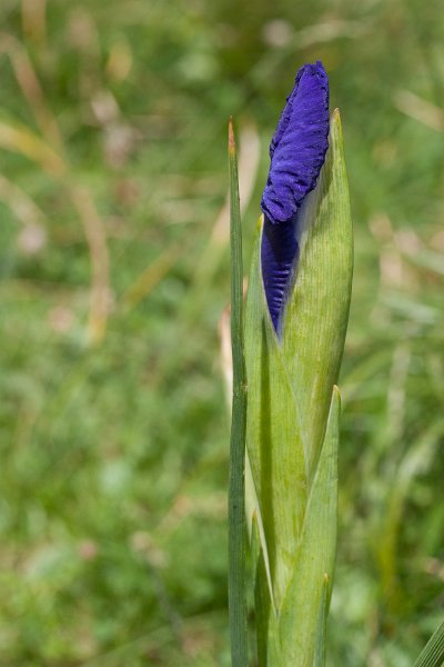 iris-9