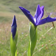 Iris des Pyrenees