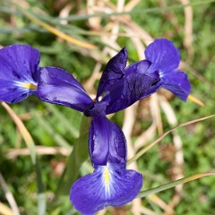 iris-10