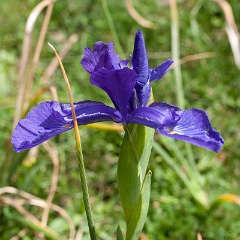 iris-11