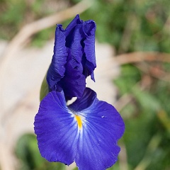 iris-12