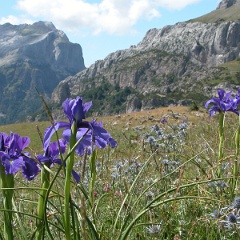 iris-2