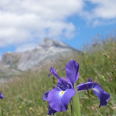 iris-3