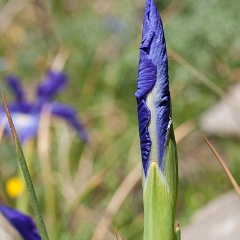 iris-4