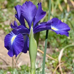 iris-5