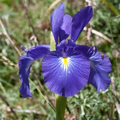 iris-6