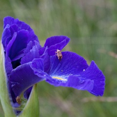 iris-7