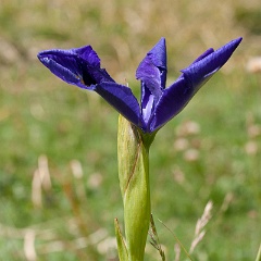 iris-8