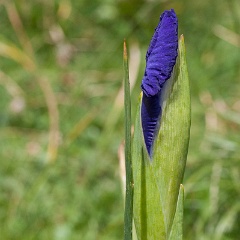 iris-9