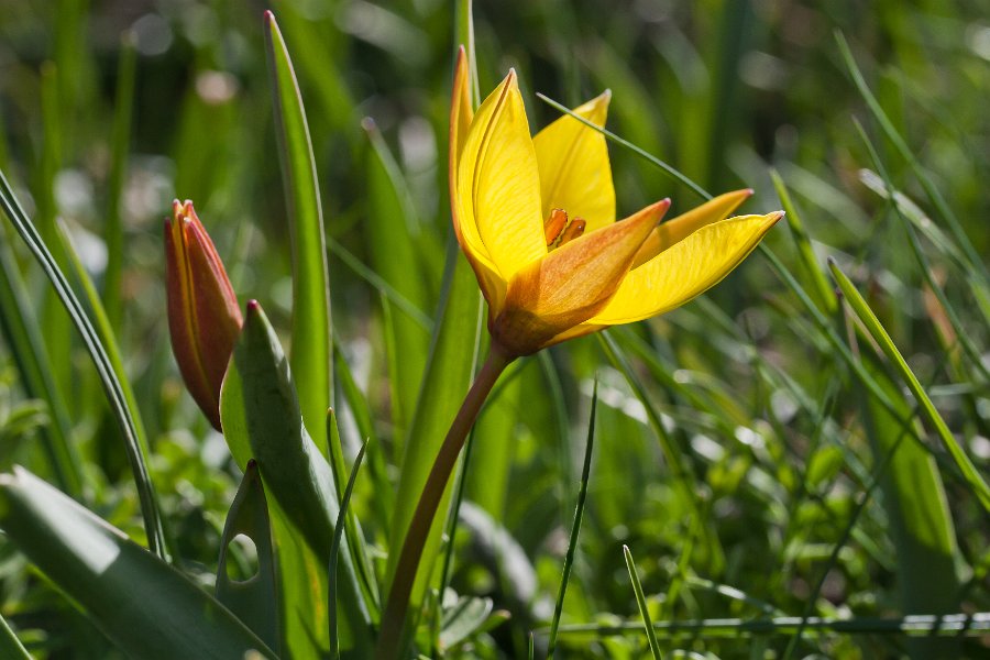 tulipe sauvage-18
