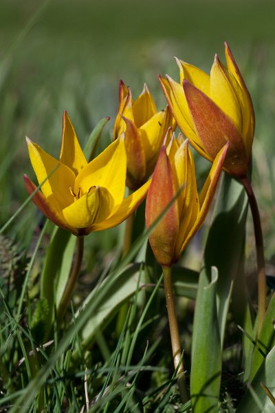 tulipe sauvage-19