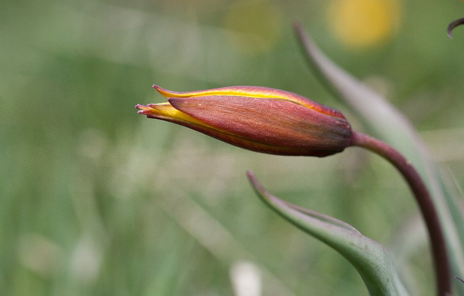 tulipe sauvage-2