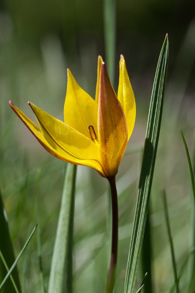 tulipe sauvage-20