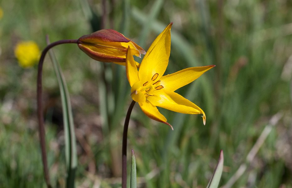 tulipe sauvage-9
