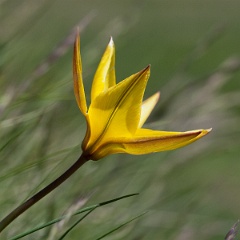 tulipe sauvage-11