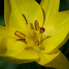 tulipe sauvage-12