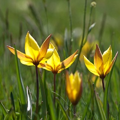 tulipe sauvage-15
