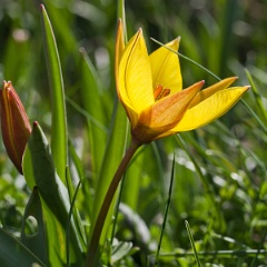 tulipe sauvage-18