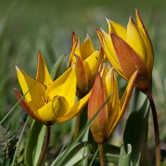 tulipe sauvage-19