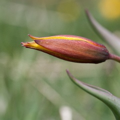 tulipe sauvage-2