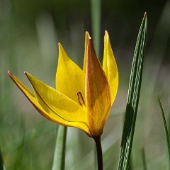 tulipe sauvage-20