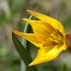 tulipe sauvage-6