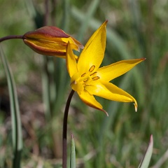 tulipe sauvage-9