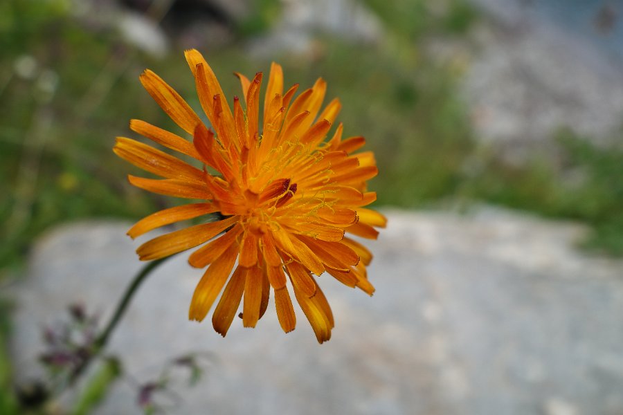 crépide dorée-1